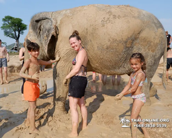 Elephant Jungle Sanctuary excursion in Pattaya Thailand - photo 355