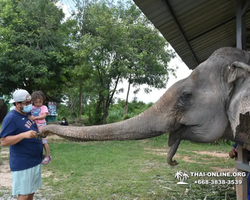 Elephant Jungle Sanctuary excursion in Pattaya Thailand - photo 113