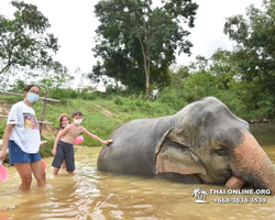 Elephant Jungle Sanctuary excursion in Pattaya Thailand - photo 192