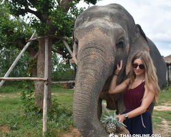 Elephant Jungle Sanctuary excursion in Pattaya Thailand - photo 73