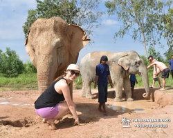 Elephant Jungle Sanctuary excursion in Pattaya Thailand - photo 92