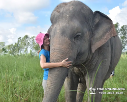 Elephant Jungle Sanctuary excursion in Pattaya Thailand - photo 490