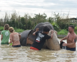 Elephant Jungle Sanctuary excursion in Pattaya Thailand - photo 644