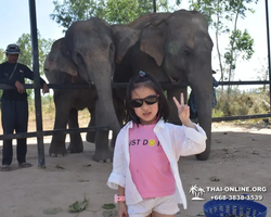 Elephant Jungle Sanctuary excursion in Pattaya Thailand - photo 900