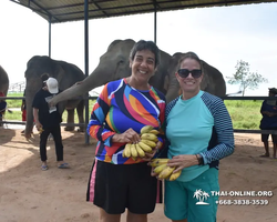 Elephant Jungle Sanctuary excursion in Pattaya Thailand - photo 985