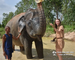 Elephant Jungle Sanctuary excursion in Pattaya Thailand - photo 502