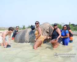 Elephant Jungle Sanctuary excursion in Pattaya Thailand - photo 1090