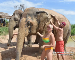 Elephant Jungle Sanctuary excursion in Pattaya Thailand - photo 322