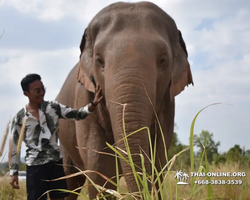 Elephant Jungle Sanctuary excursion in Pattaya Thailand - photo 1097