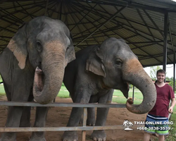 Elephant Jungle Sanctuary excursion in Pattaya Thailand - photo 973