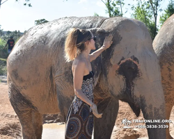 Elephant Jungle Sanctuary excursion in Pattaya Thailand - photo 350