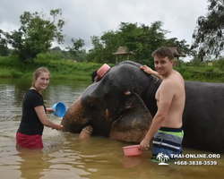 Elephant Jungle Sanctuary excursion in Pattaya Thailand - photo 897