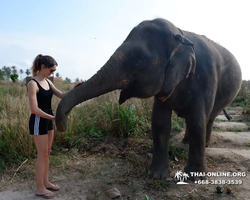 Elephant Jungle Sanctuary excursion in Pattaya Thailand - photo 722