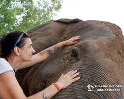 Elephant Jungle Sanctuary excursion in Pattaya Thailand - photo 796