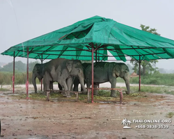 Elephant Jungle Sanctuary excursion in Pattaya Thailand - photo 688