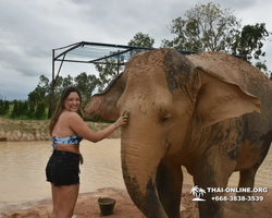 Elephant Jungle Sanctuary excursion in Pattaya Thailand - photo 768