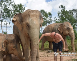 Elephant Jungle Sanctuary excursion in Pattaya Thailand - photo 191