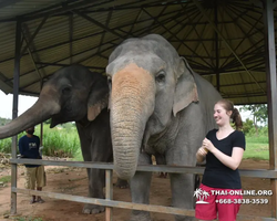 Elephant Jungle Sanctuary excursion in Pattaya Thailand - photo 933
