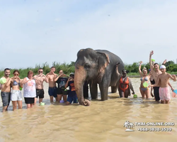 Elephant Jungle Sanctuary excursion in Pattaya Thailand - photo 1107