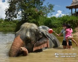 Elephant Jungle Sanctuary excursion in Pattaya Thailand - photo 386