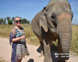 Elephant Jungle Sanctuary excursion in Pattaya Thailand - photo 631