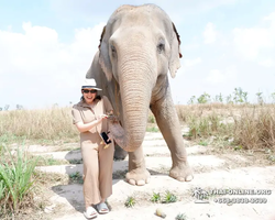 Elephant Jungle Sanctuary excursion in Pattaya Thailand - photo 602