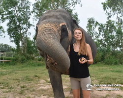 Elephant Jungle Sanctuary excursion in Pattaya Thailand - photo 254