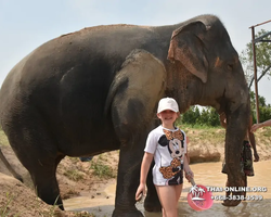 Elephant Jungle Sanctuary excursion in Pattaya Thailand - photo 763