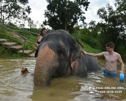 Elephant Jungle Sanctuary excursion in Pattaya Thailand - photo 291