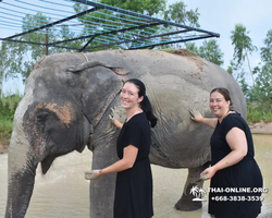 Elephant Jungle Sanctuary excursion in Pattaya Thailand - photo 478