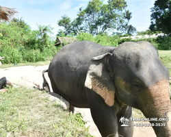 Elephant Jungle Sanctuary excursion in Pattaya Thailand - photo 96