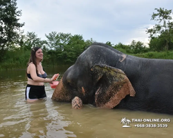 Elephant Jungle Sanctuary excursion in Pattaya Thailand - photo 812