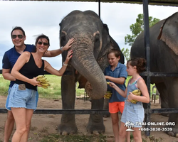 Elephant Jungle Sanctuary excursion in Pattaya Thailand - photo 842