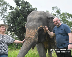 Elephant Jungle Sanctuary excursion in Pattaya Thailand - photo 249