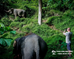 Elephant Jungle Sanctuary excursion in Pattaya Thailand - photo 28