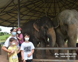Elephant Jungle Sanctuary excursion in Pattaya Thailand - photo 918