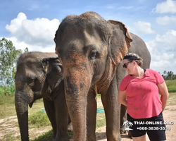 Elephant Jungle Sanctuary excursion in Pattaya Thailand - photo 477