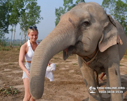 Elephant Jungle Sanctuary excursion in Pattaya Thailand - photo 480