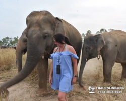 Elephant Jungle Sanctuary excursion in Pattaya Thailand - photo 1003