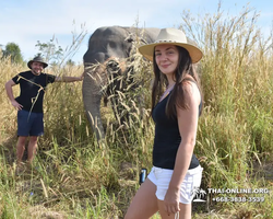 Elephant Jungle Sanctuary excursion in Pattaya Thailand - photo 19