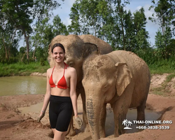 Elephant Jungle Sanctuary excursion in Pattaya Thailand - photo 268