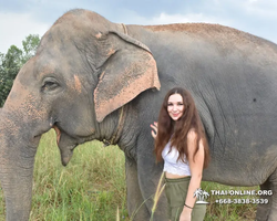 Elephant Jungle Sanctuary excursion in Pattaya Thailand - photo 430