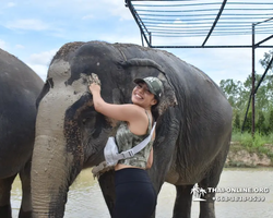 Elephant Jungle Sanctuary excursion in Pattaya Thailand - photo 859