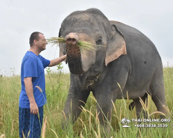 Elephant Jungle Sanctuary excursion in Pattaya Thailand - photo 756