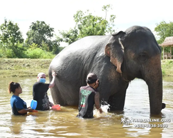 Elephant Jungle Sanctuary excursion in Pattaya Thailand - photo 525