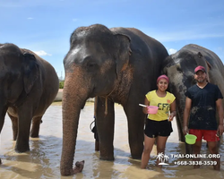 Elephant Jungle Sanctuary excursion in Pattaya Thailand - photo 1017