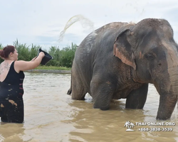 Elephant Jungle Sanctuary excursion in Pattaya Thailand - photo 988