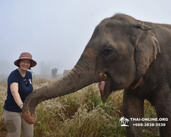 Elephant Jungle Sanctuary excursion in Pattaya Thailand - photo 1040