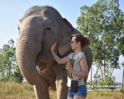 Elephant Jungle Sanctuary excursion in Pattaya Thailand - photo 200