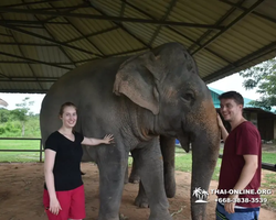 Elephant Jungle Sanctuary excursion in Pattaya Thailand - photo 1012